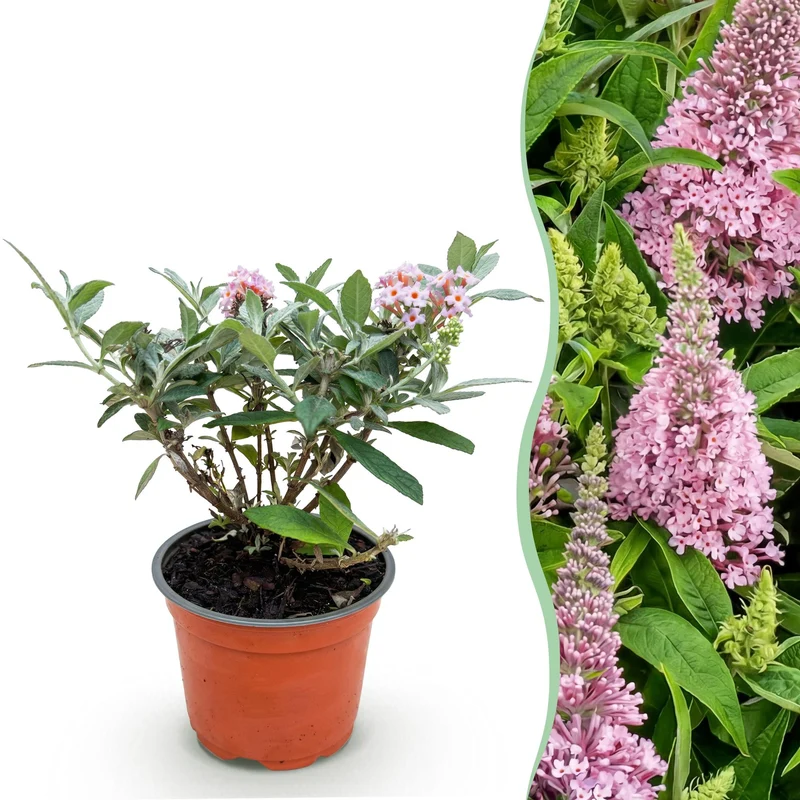 Vlinderstruik Butterfly Candy Little Pink