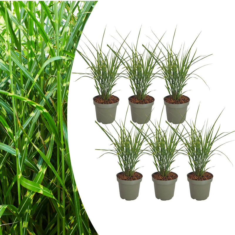 Zebragras Zebrinus, siergras met gestreept blad (6 stuks)