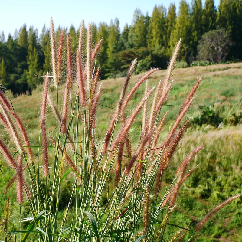 Zebragras Zebrinus, siergras met gestreept blad (3 stuks)