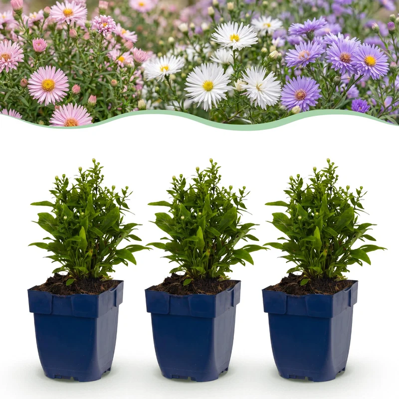 24x Zee aster Tricolour, met paarse, roze en witte bloemen