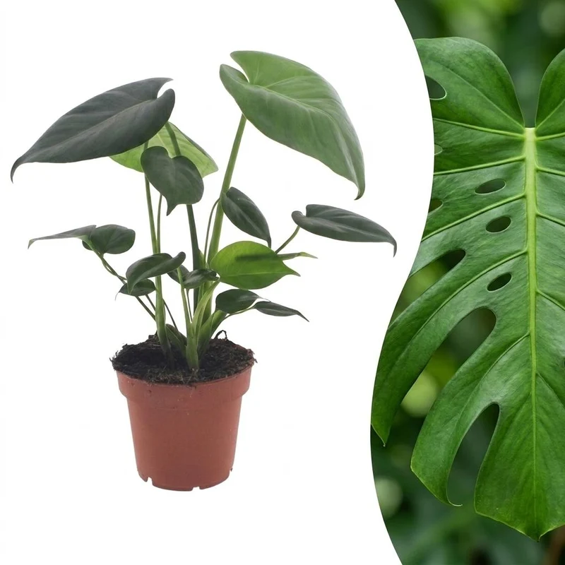 Monstera Deliciosa - Gatenplant