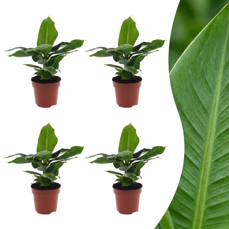4x Musa Oriental Dwarf - Dwergbanaan