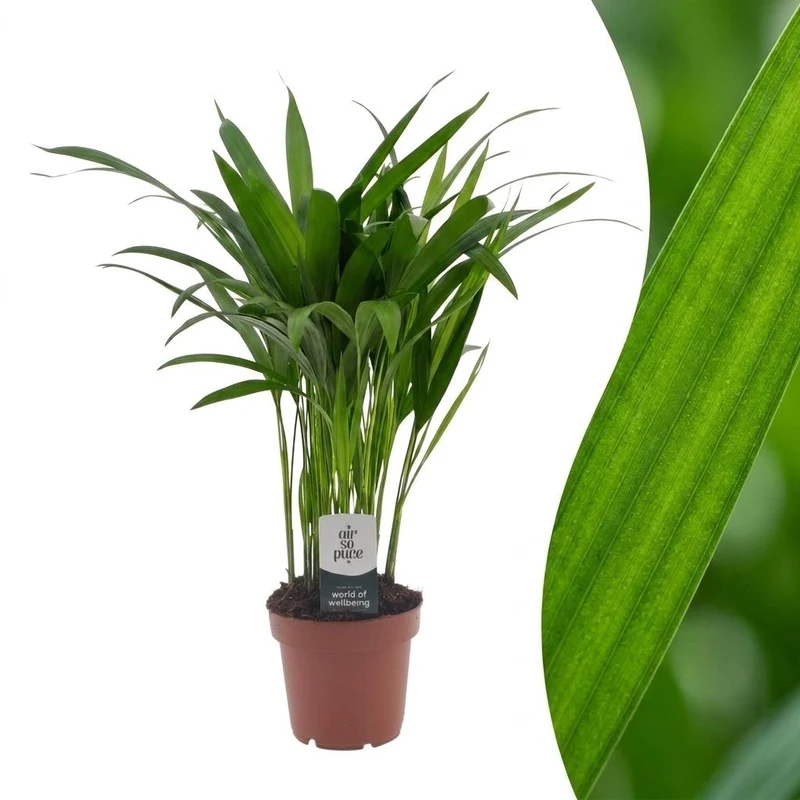 Areca Lutescens - Goudpalm