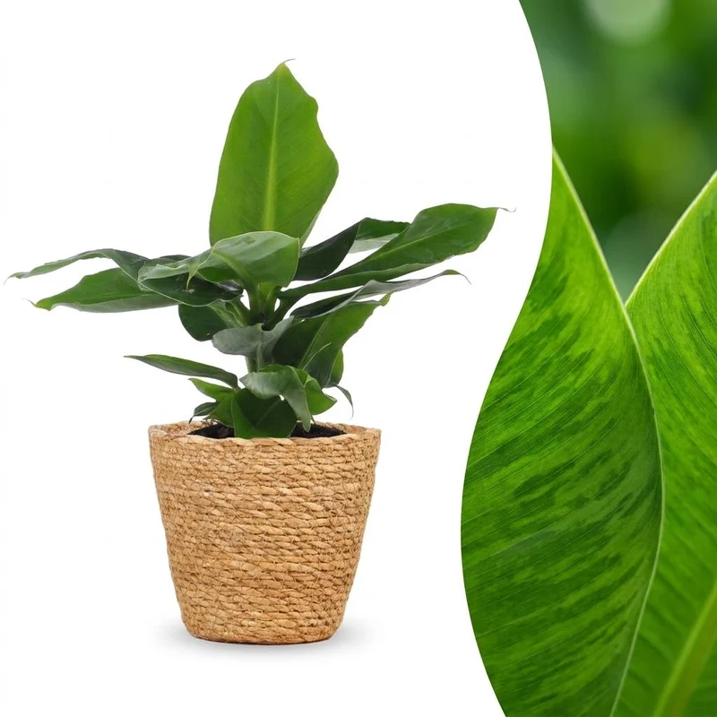 Musa Oriental Dwarf - Dwergbanaan - met Mand