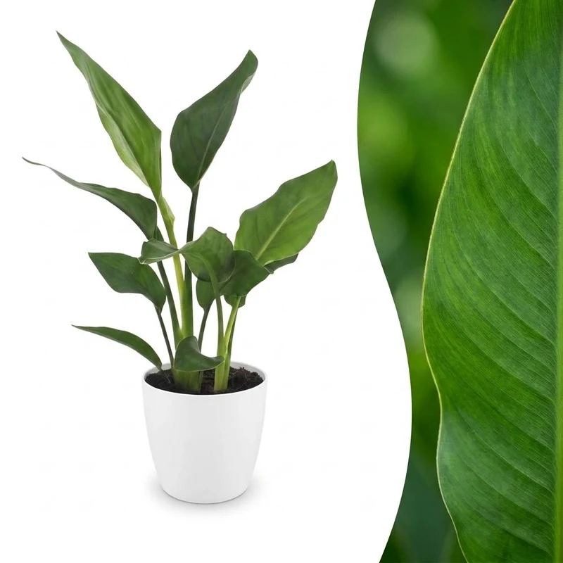 Strelitzia Reginea - Paradijsvogelbloem met witte pot