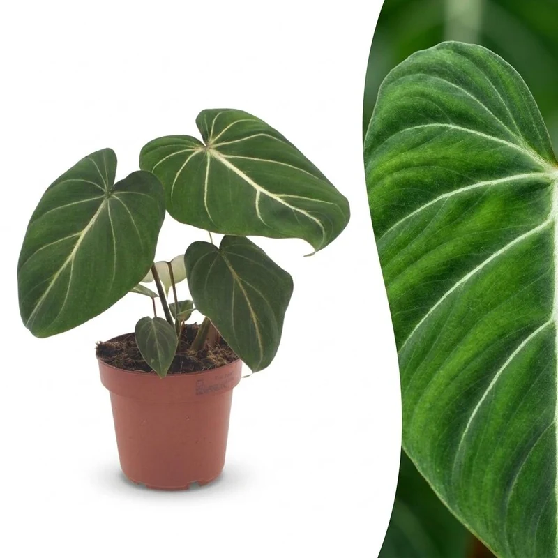 Philodendron Gloriosum - Glorie Philodendron