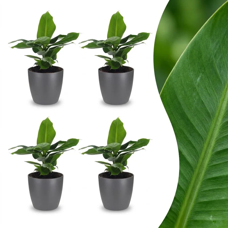 Musa Oriental Dwarf - Dwergbanaan - 4 Planten - met grijze pot