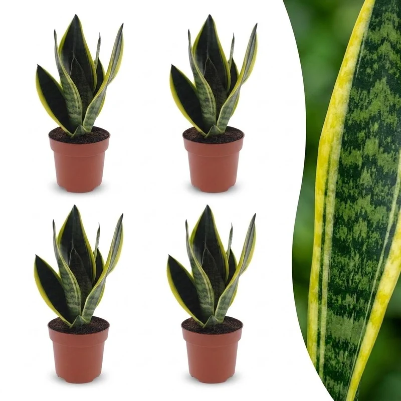 Sansevieria Future Superb - Vrouwentong - 4 Planten