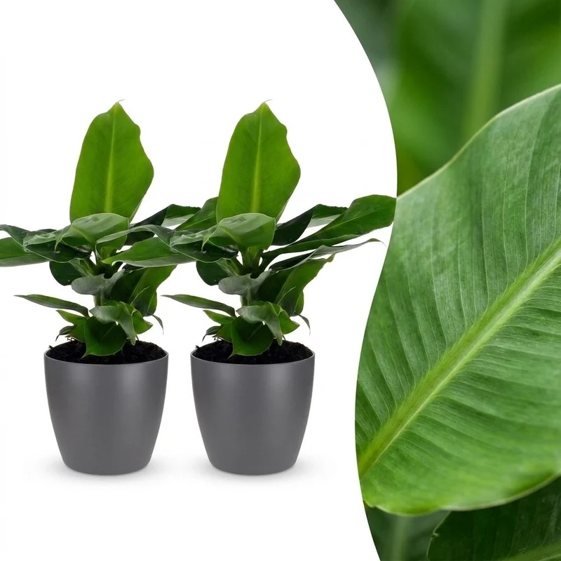 2x Musa Oriental Dwarf - Dwergbanaan met grijze pot
