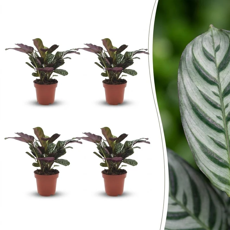 Ctenanthe Burle Marxii - Visgraatplant - 4 Planten