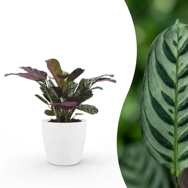 Ctenanthe Burle Marxii - Visgraatplant - met witte pot