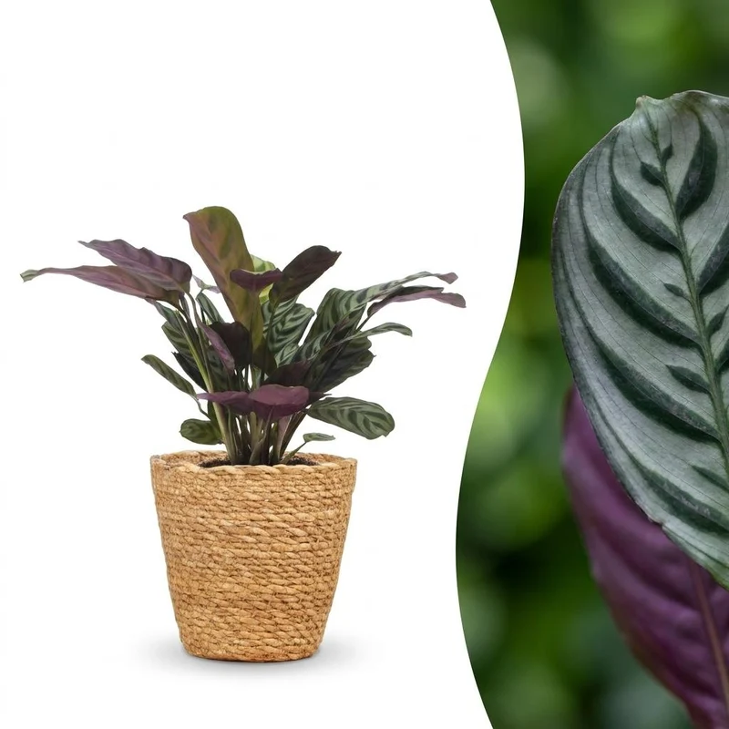 Ctenanthe Burle Marxii - Visgraatplant - met Zeegras Mand