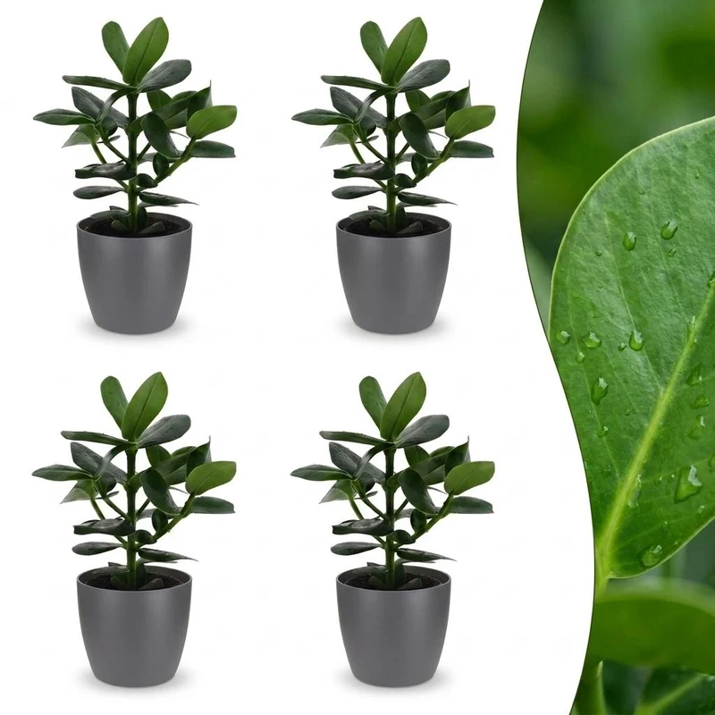 4x Clusia Princess met grijze pot