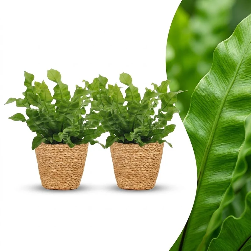 2x Asplenium Crispy Wave met Mand