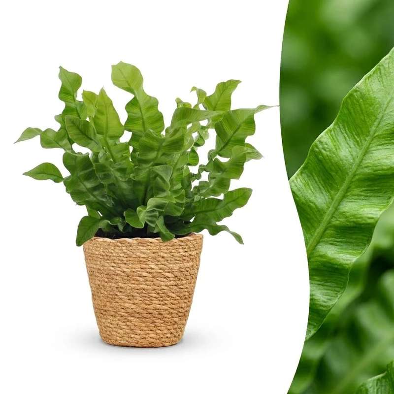 Asplenium Crispy Wave - met Mand