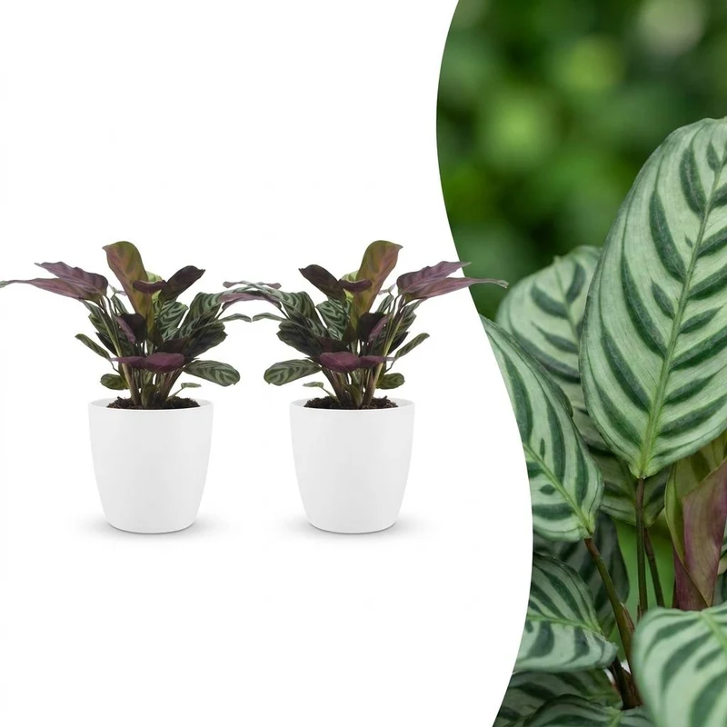 2x Ctenanthe Burle Marxii - Visgraatplant met witte pot