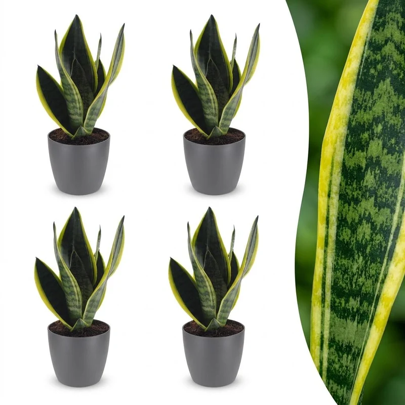 Sansevieria Future Superb - Vrouwentong - 4 Planten - met grijze pot