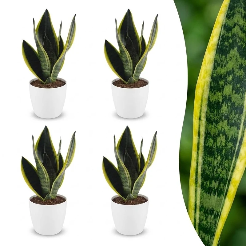 Sansevieria Future Superb - Vrouwentong - 4 Planten - met witte pot
