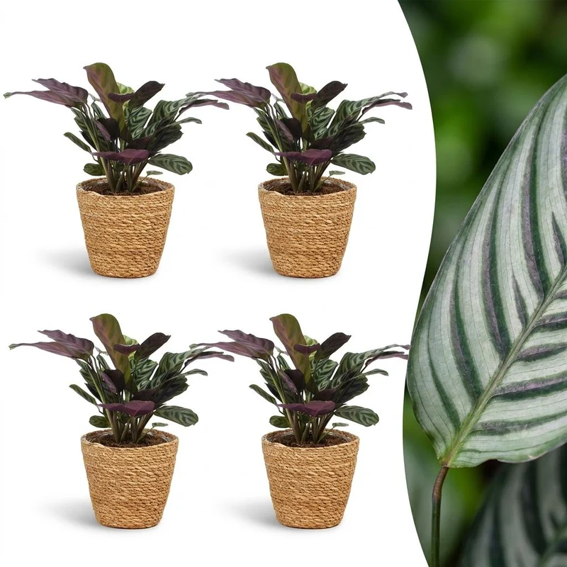 Ctenanthe Burle Marxii - Visgraatplant - 4 Planten - met Mand