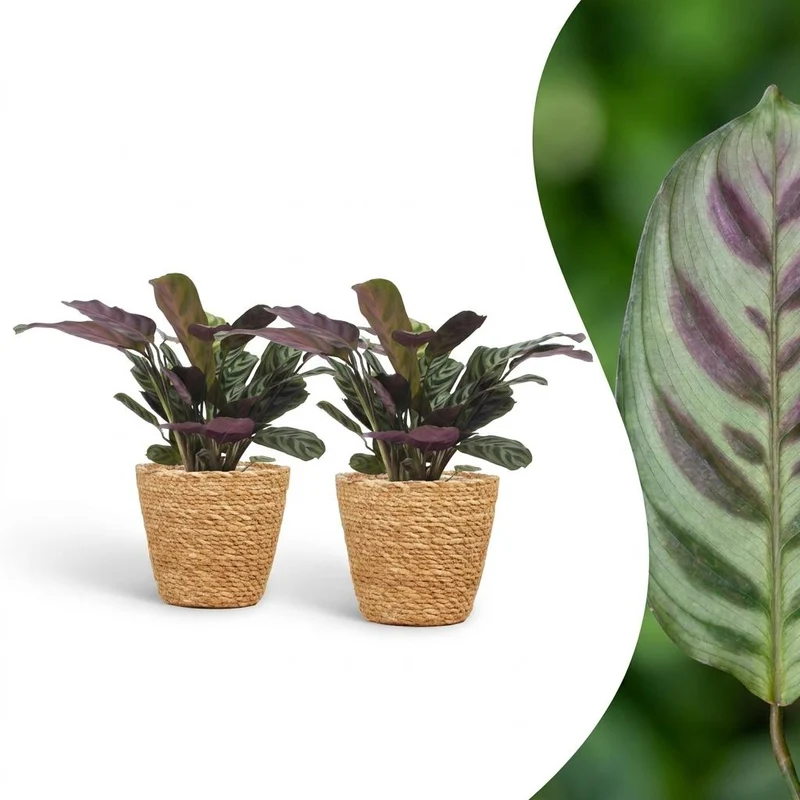 2x Ctenanthe Burle Marxii - Visgraatplant met Mand