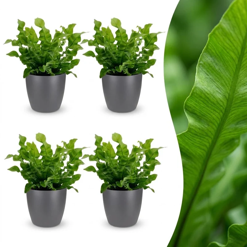 Asplenium Crispy Wave - 4 Planten - met grijze pot
