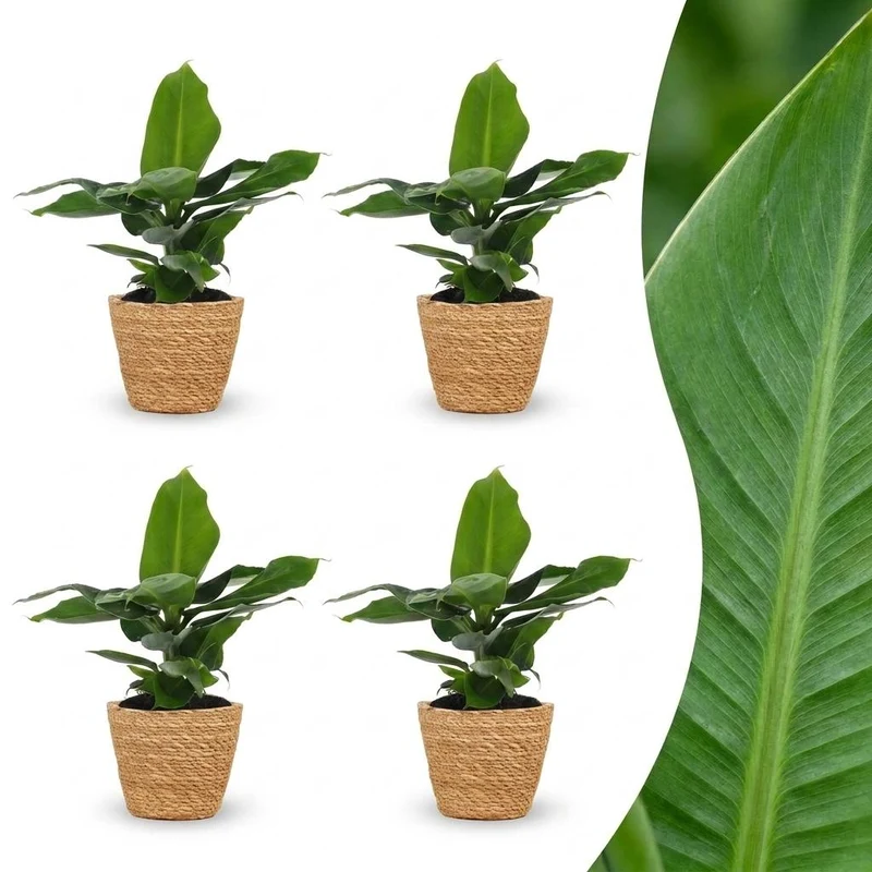 Musa Oriental Dwarf - Dwergbanaan - 4 Planten - met Zeegras Mand