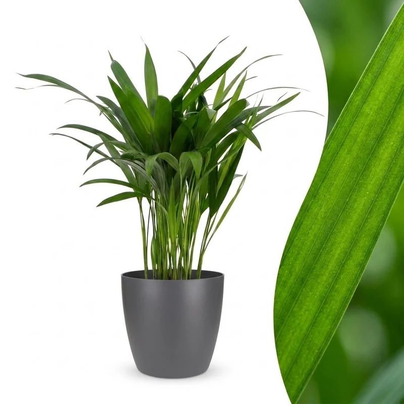 Areca Lutescens - Goudpalm - met grijze pot