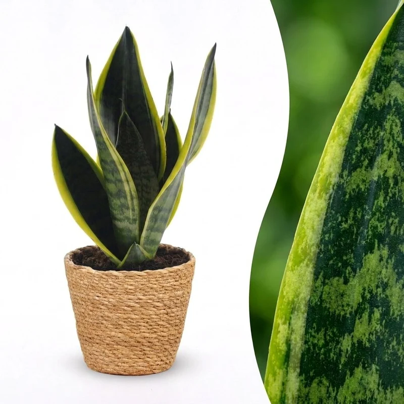 Sansevieria Future Superb - Vrouwentong - met Mand