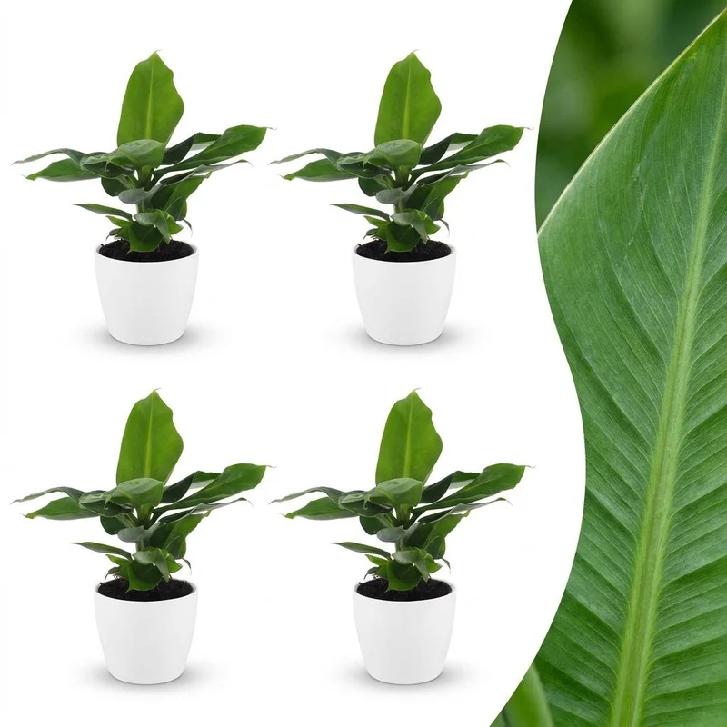 Musa Oriental Dwarf - Dwergbanaan - 4 Planten - met witte pot