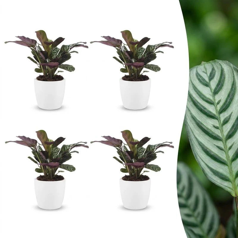 Ctenanthe Burle Marxii - Visgraatplant - 4 Planten - met witte pot