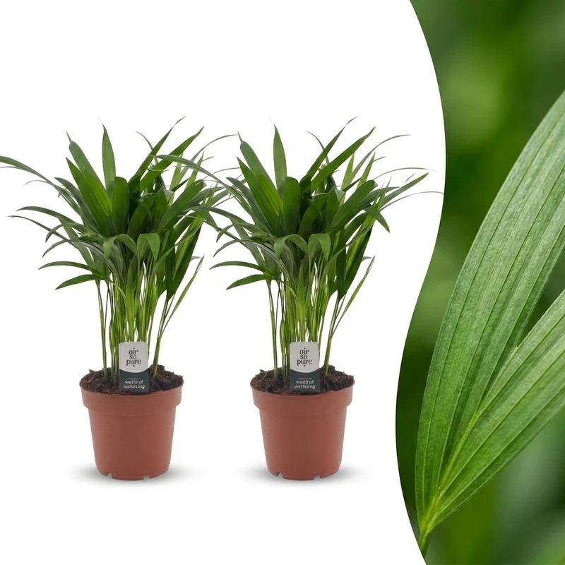 2x Areca Lutescens - Goudpalm
