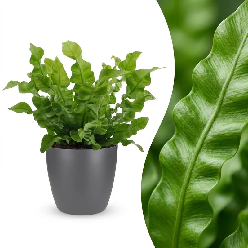 Asplenium Crispy Wave - met grijze pot