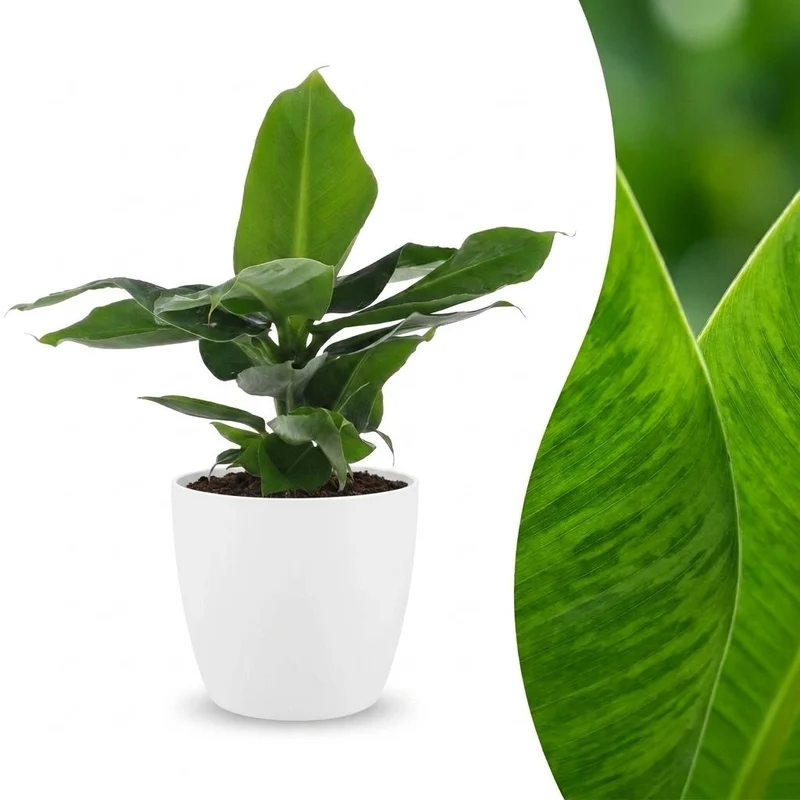 Musa Oriental Dwarf - Dwergbanaan - met witte pot
