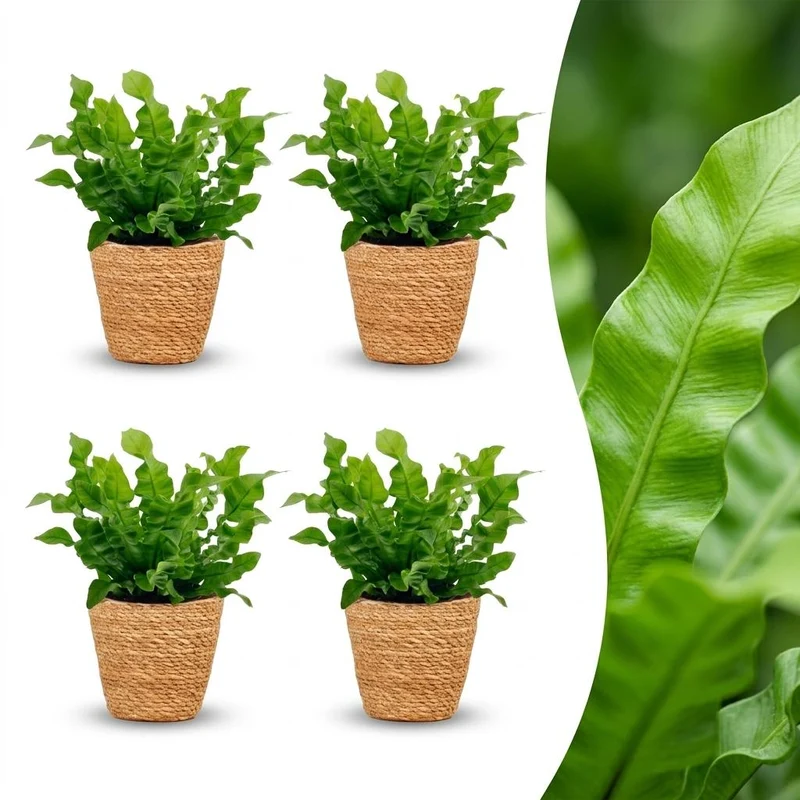 Asplenium Crispy Wave - 4 Planten - met Mand