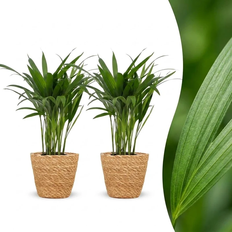 2x Areca Lutescens - Goudpalm met Zeegras Mand