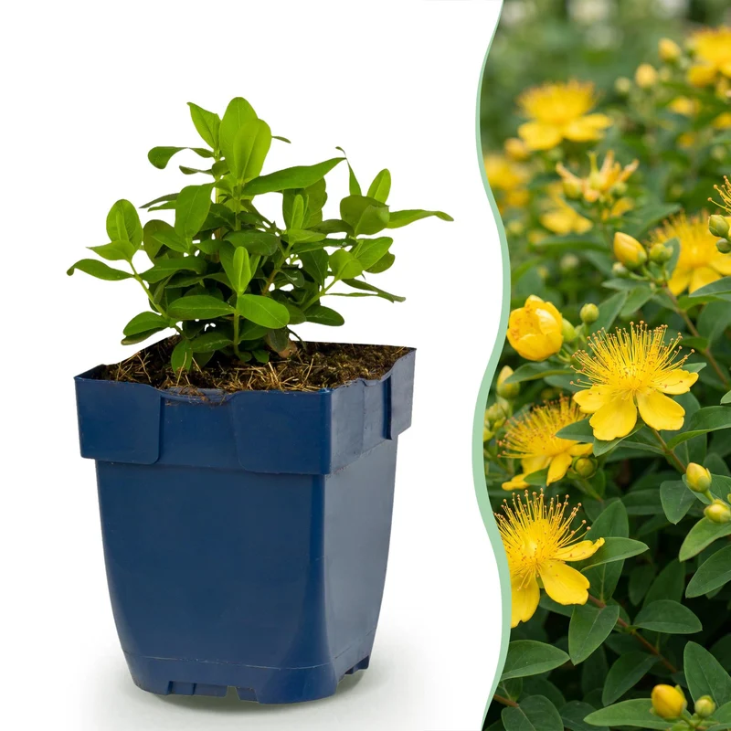 Hypericum calycinum - Sint-Janskruid - Bijen- en vlinderlokkers - Geel - 24 Planten