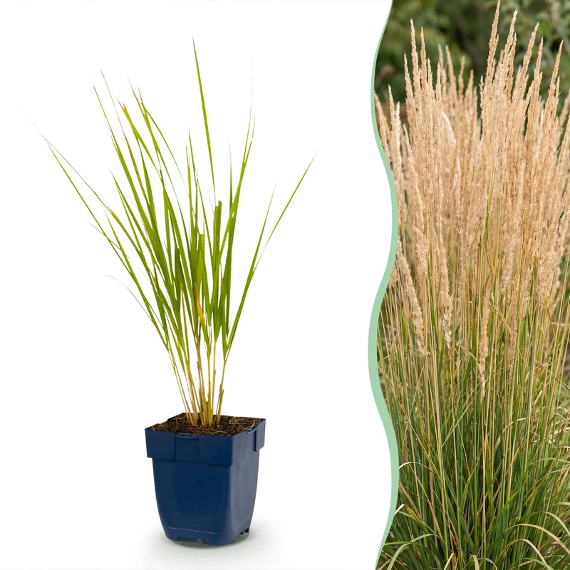 Calamagrostis Karl Foerster - Struisriet - Met Pluim - Groen - 6 Planten