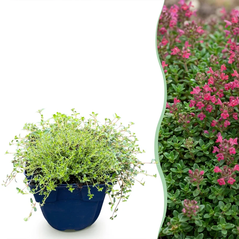 Thymus praecox Red Carpet - KruipTijm - Geurend - Rood-Roze - 24 Planten