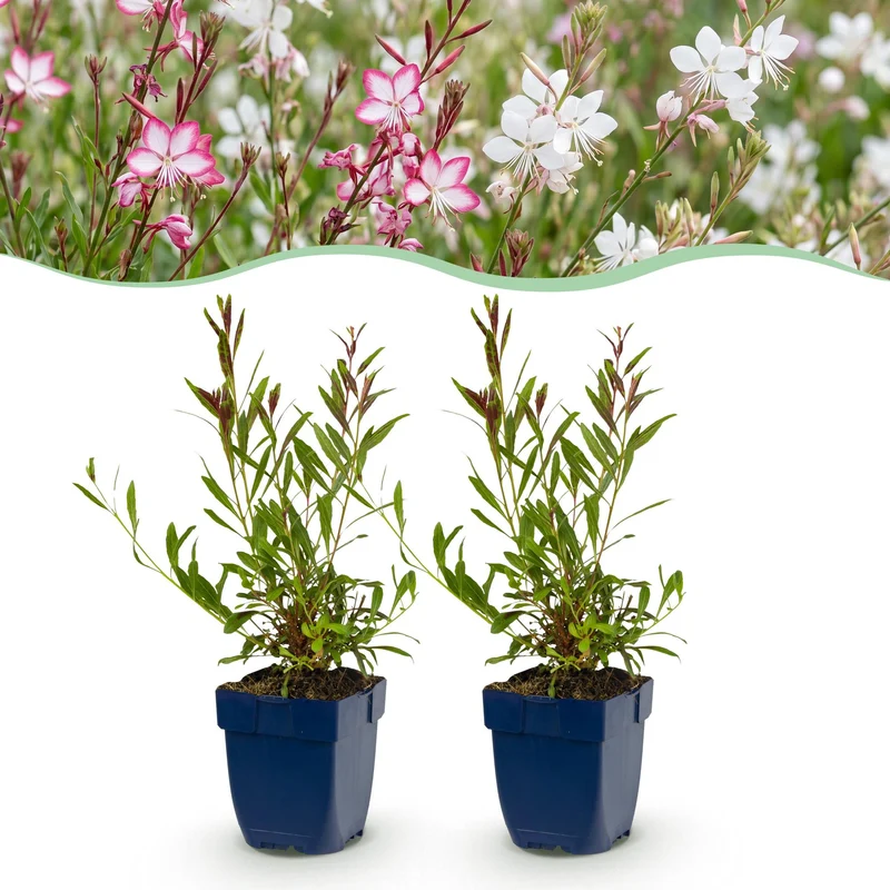 Gaura Duo - Prachtkaars - Bijen en Vlinderlokkers - Roze - Wit - 6 Planten