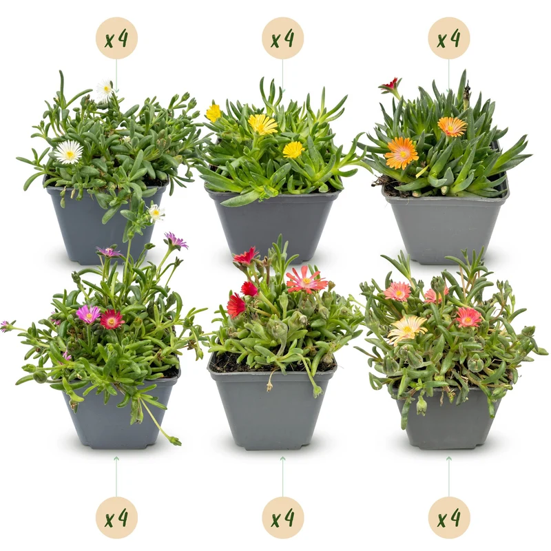 24x - Delosperma mix - Ø7cm - ↕10-12cm