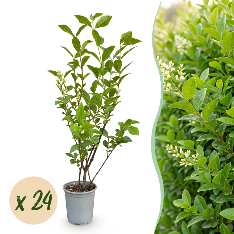 24x Ligustrum ovalifolium - Gewone Liguster