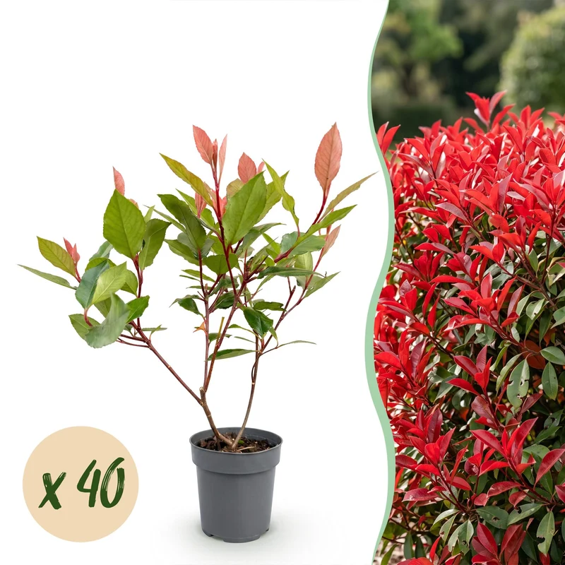 40x Photinia fraseri Little Red Robin - Glansmispel
