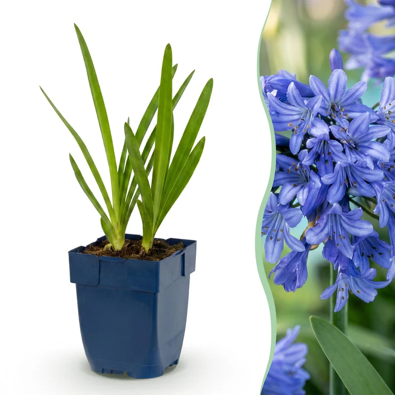 3x Afrikaanse lelie africanus kopen, met blauwe bloemen