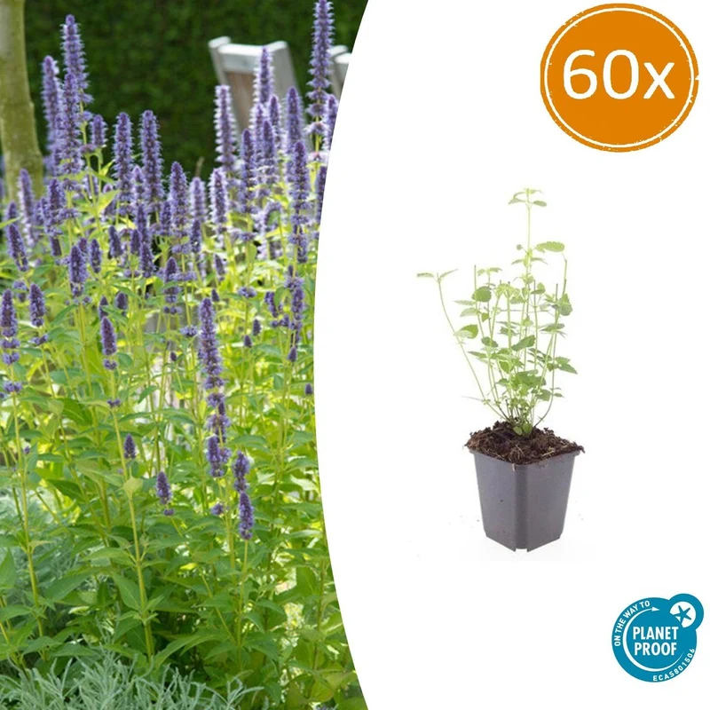 Agastache Black Adder, met paarse bloemen (60 stuks)
