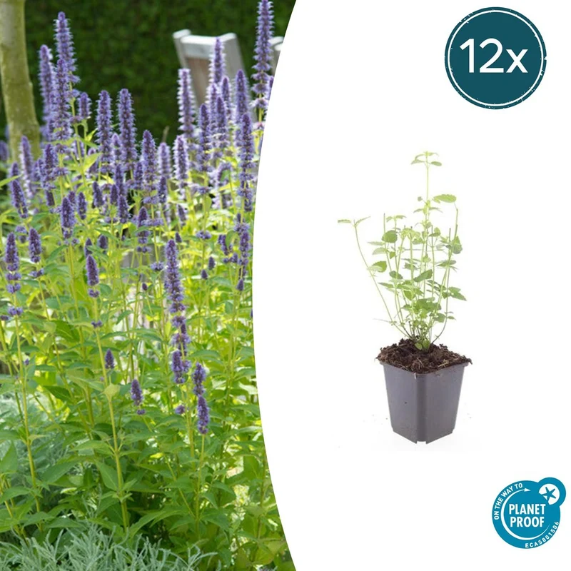 Agastache Black Adder, met paarse bloemen (12 stuks)