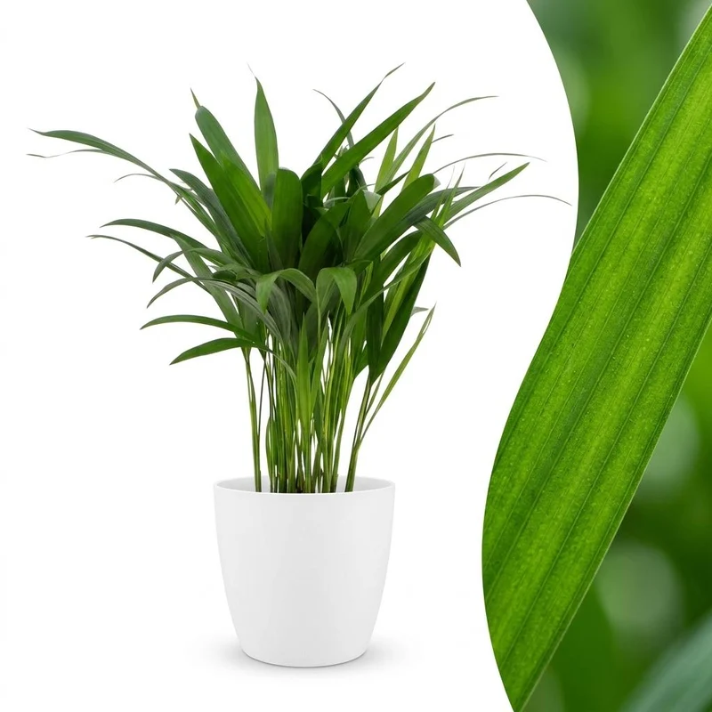 Areca Lutescens - Goudpalm - met witte pot