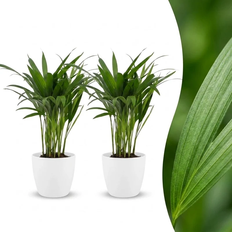 2x Areca Lutescens - Goudpalm met witte pot