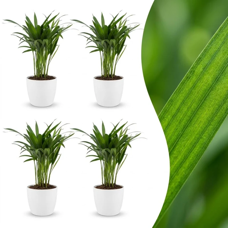 4x Areca Lutescens - Goudpalm met witte pot