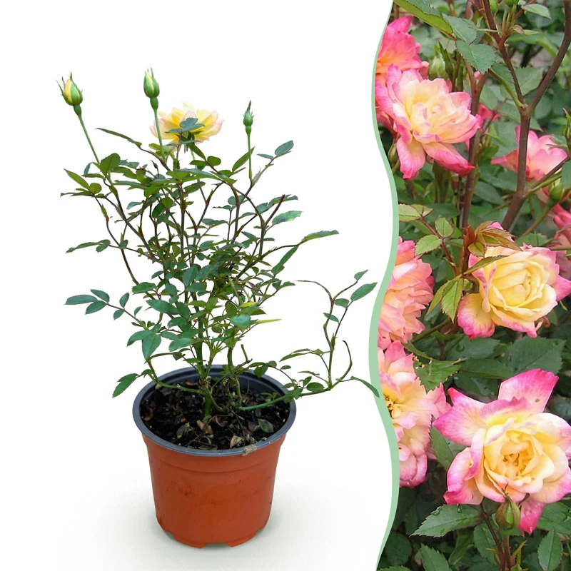 Bodembedekkende roos Tricolor Fairy, geel-roze bloemen