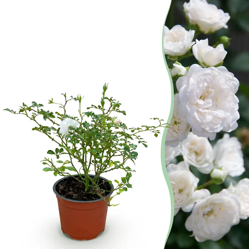 Bodembedekkende roos White Fairy, witte bloemen